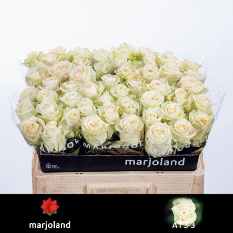 Роза од. Доломити 50, шт.