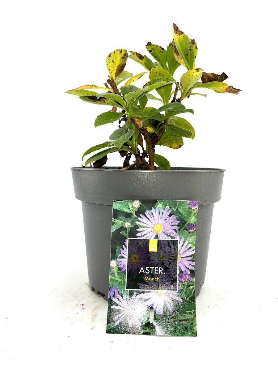 Aster frikartii 'Mönch', D 17