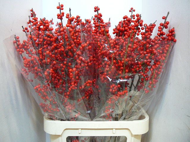 Илекс Красные ягоды 90, шт.