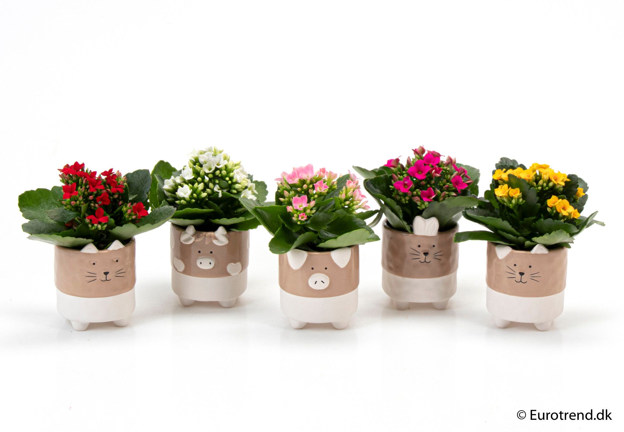 Kalanchoe in ceramic - New Look 2025, D 6
