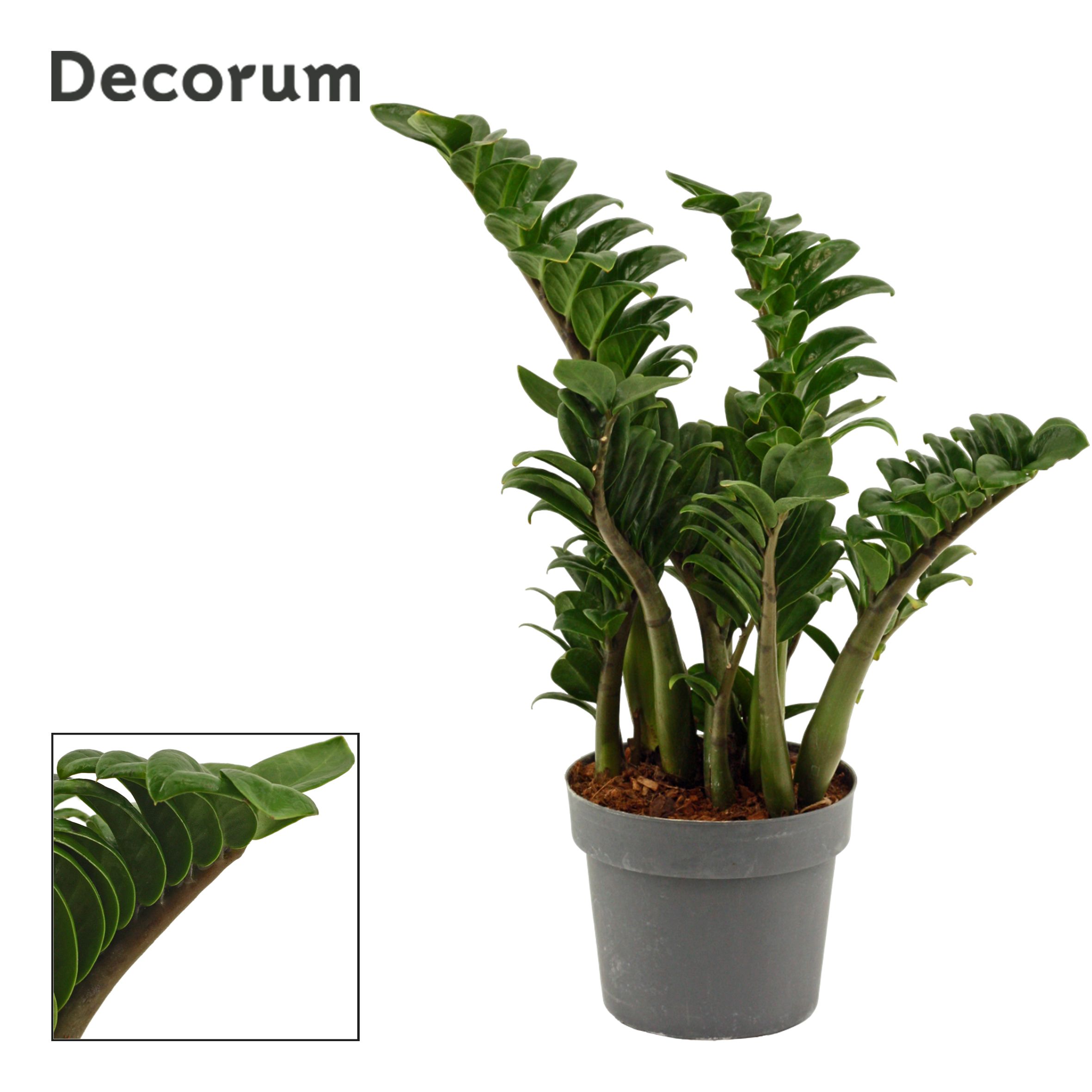Zamioculcas Zenzi 17 cm, 4+ veren (Decorum), D 17