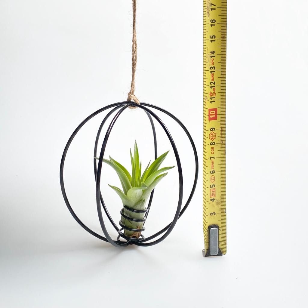 Metal black/Gold ball 10cm + Tillandsia, D 10,5
