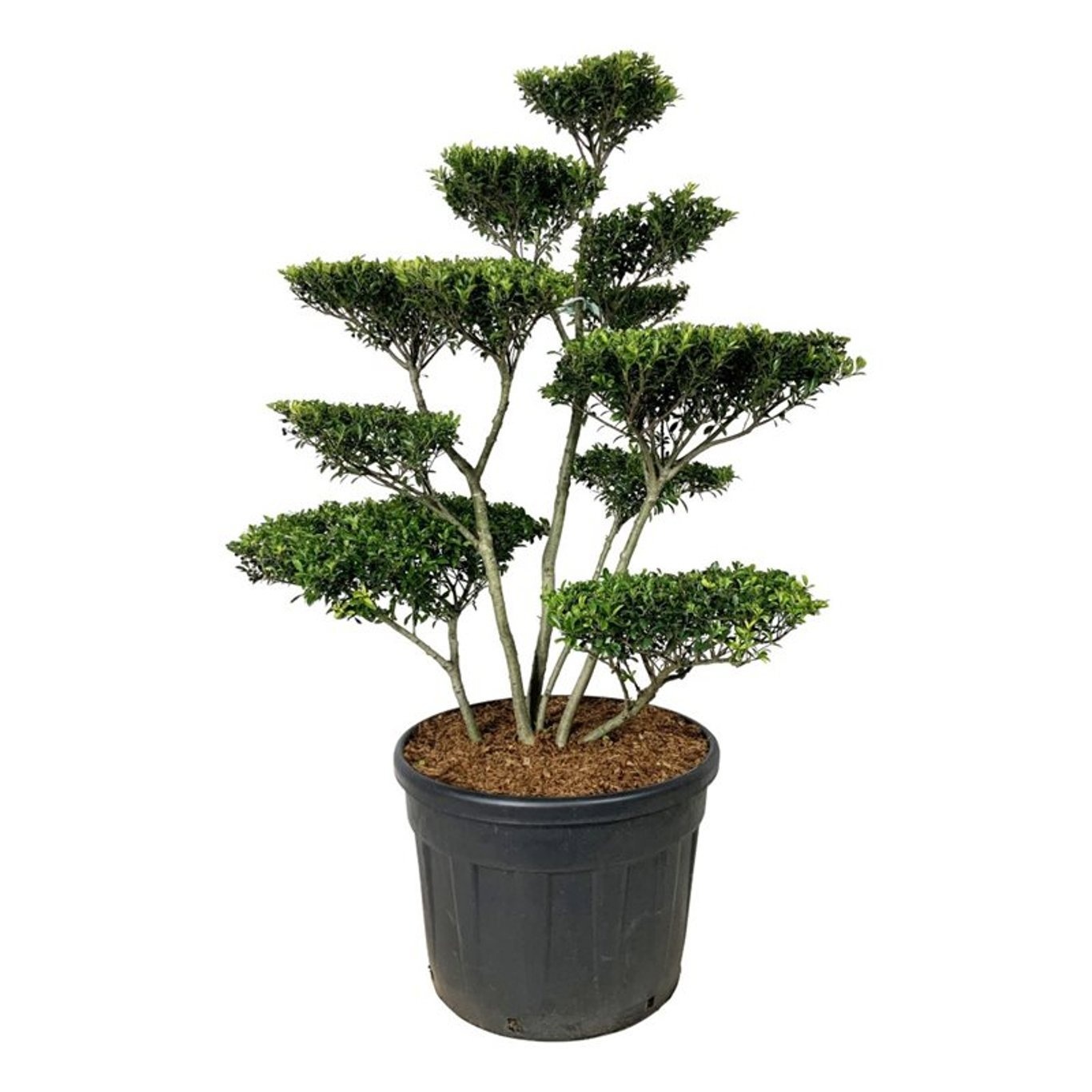 Ilex crenata 'Blondie', D 70