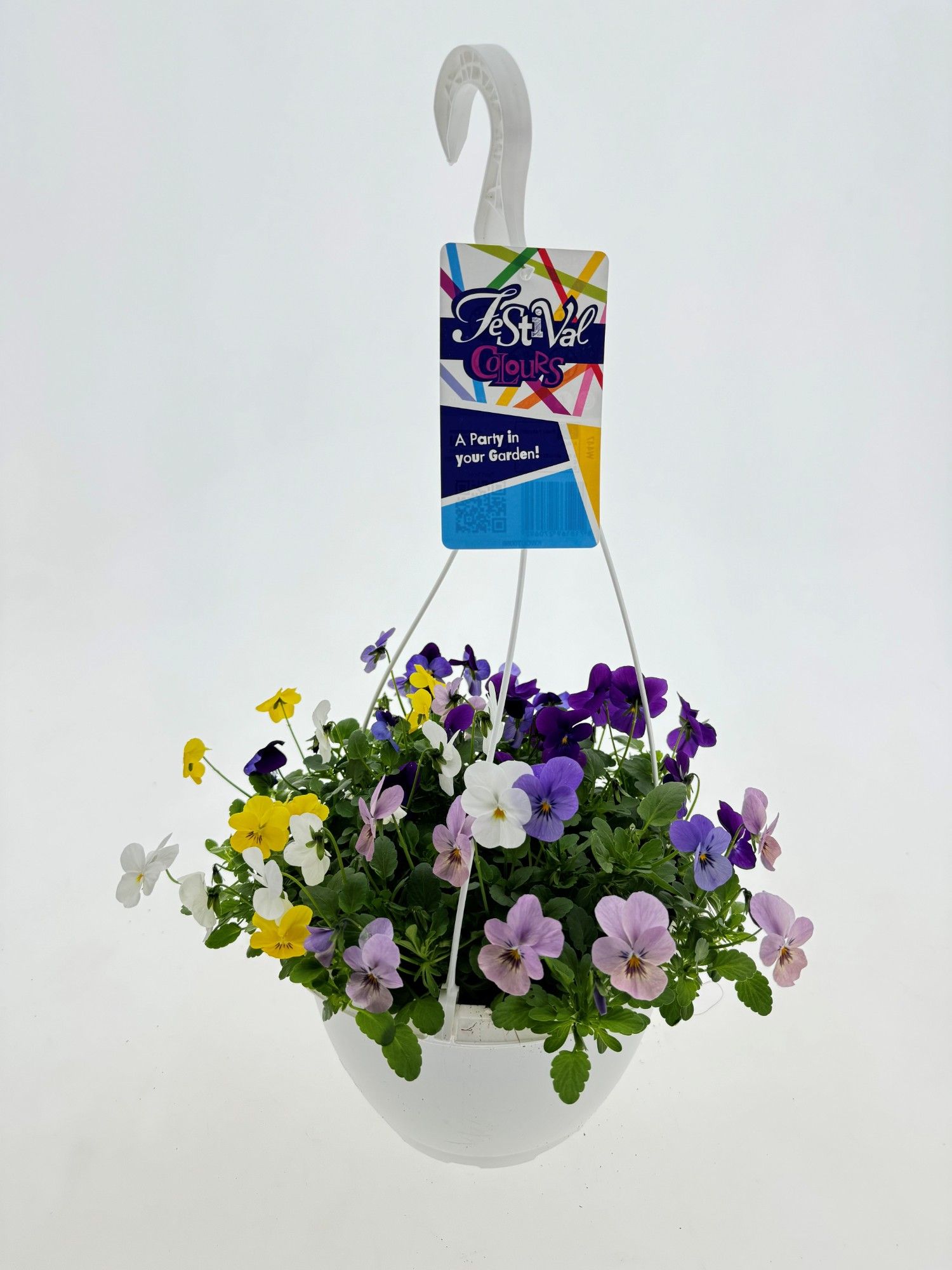 HP25 Viola Cornuta, D 25