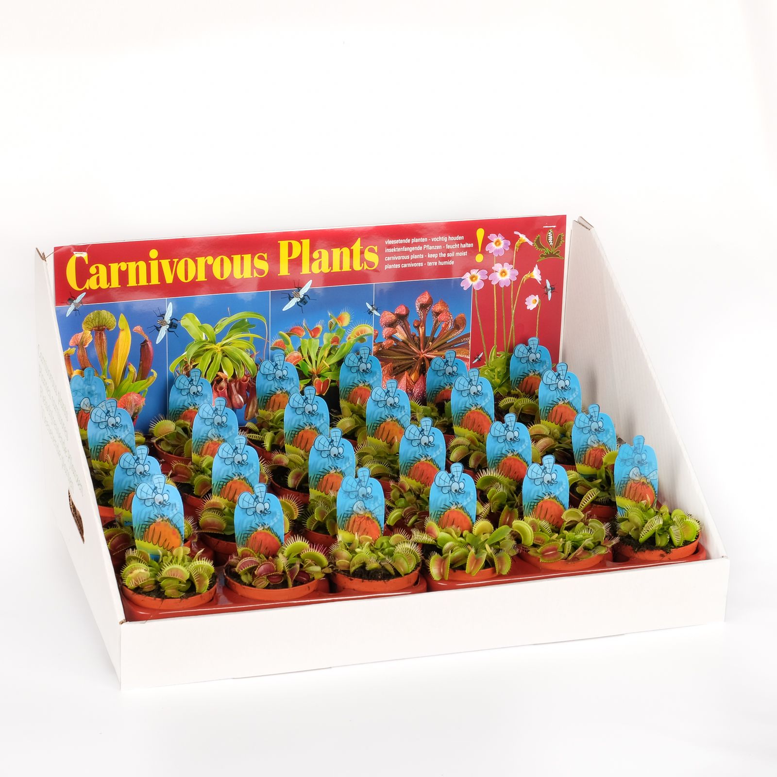 Dionaea muscipula in showdoos, D 8,5