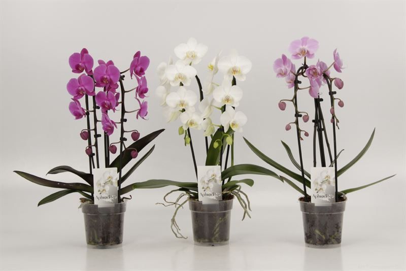 Phalaenopsis Elegant Cascade Duoboga gemengd, D 12