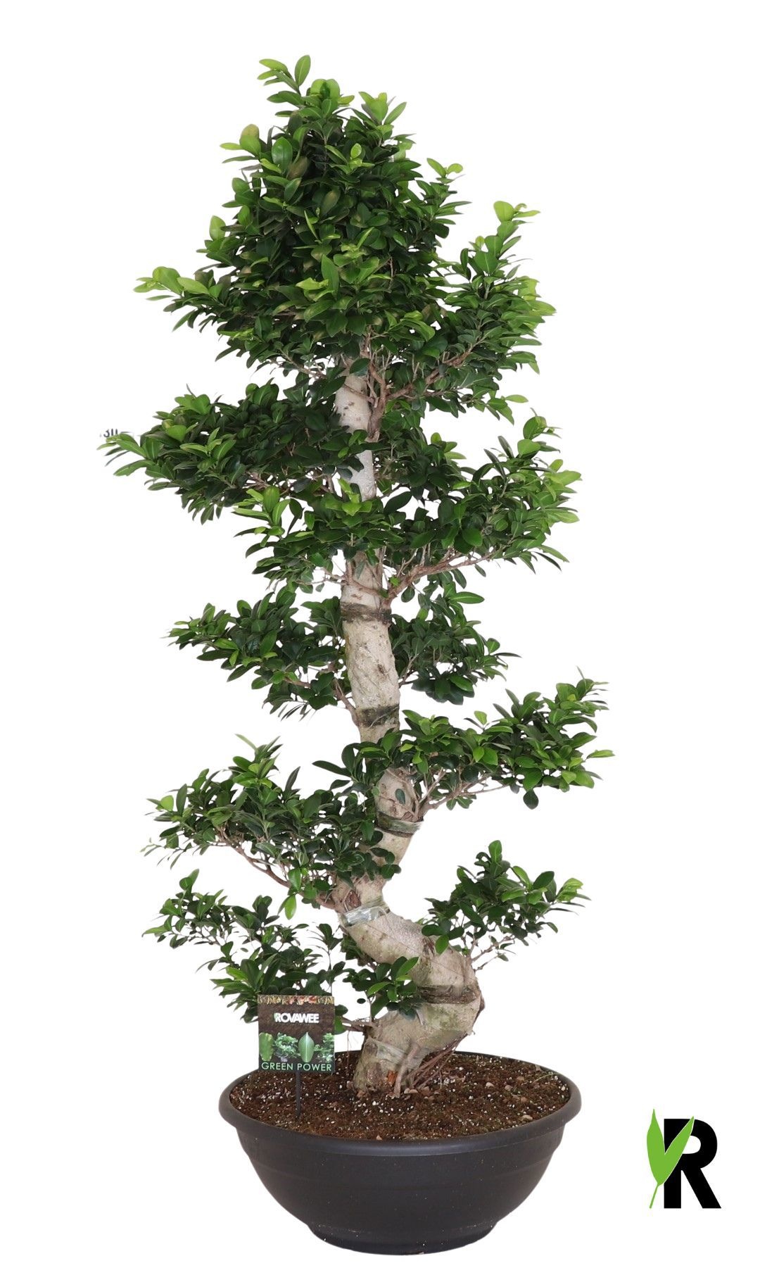 Ficus micr. S-type in sierpot, D 60