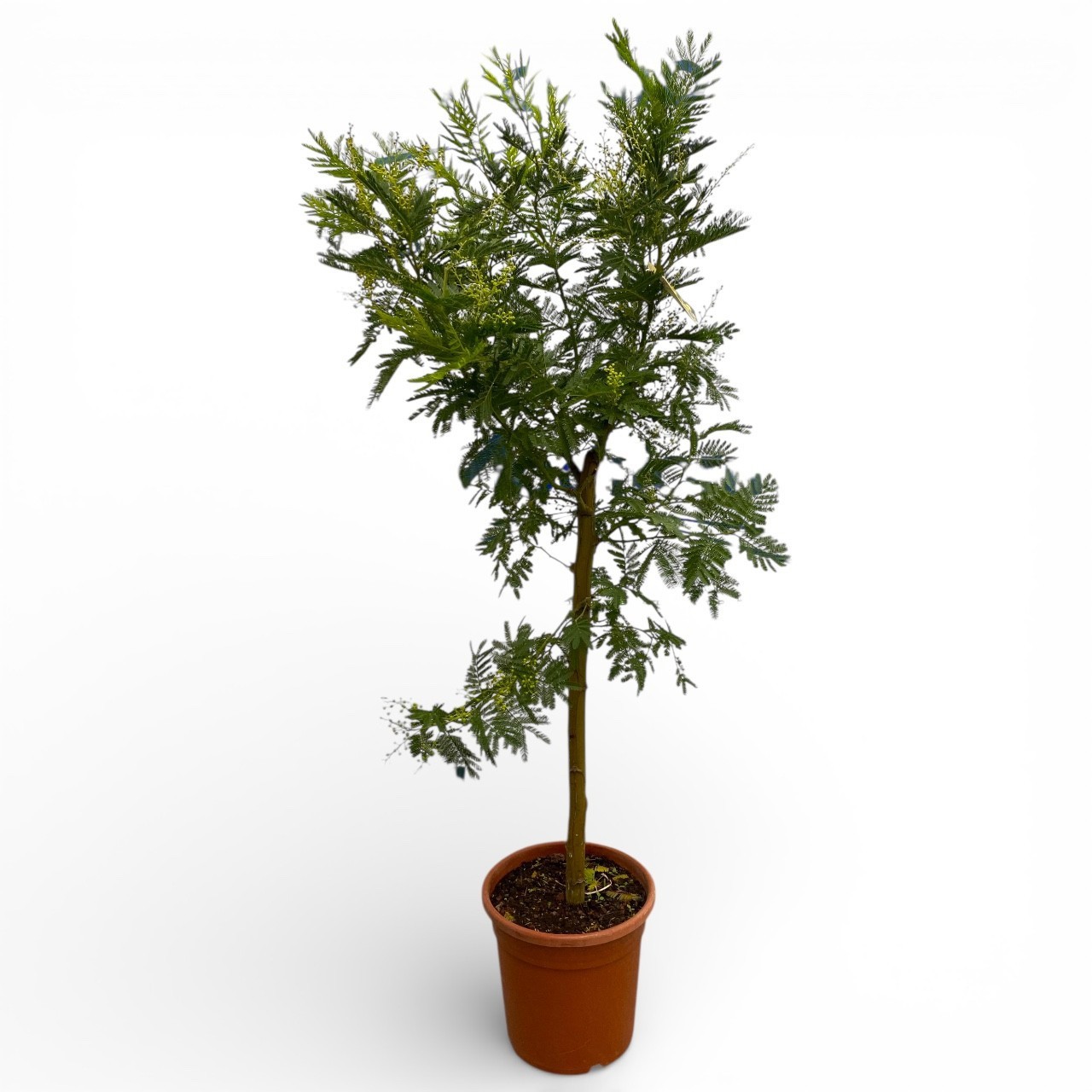 Mimosa (Acacia Dealbata) - op Stam, D 24