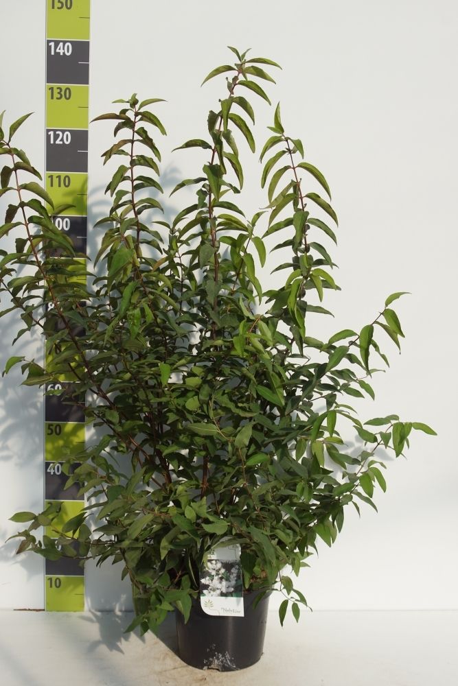 Deutzia scabra 'Plena' C 7,5, D 27 cm