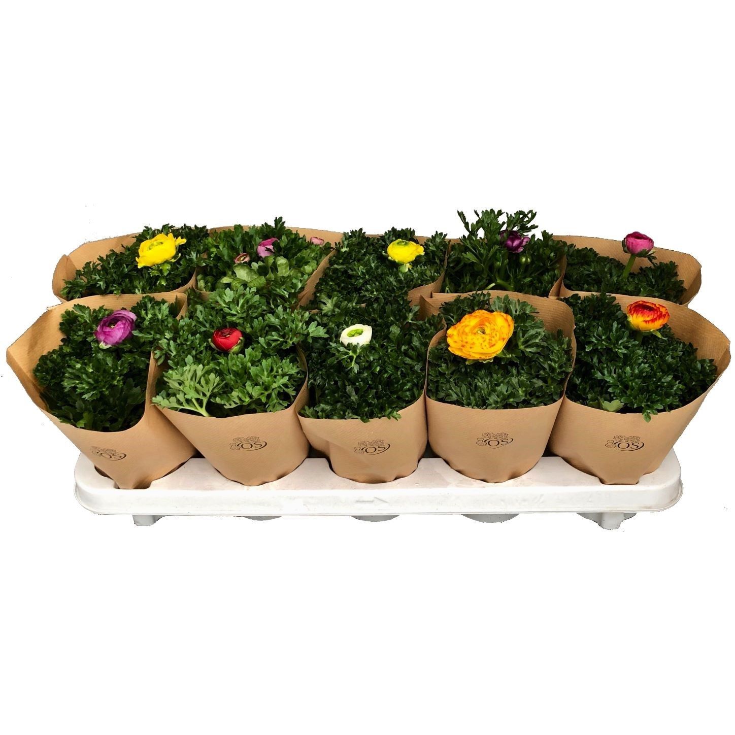 702 RE PAM : Pot 10.5 cm Ranonkel gemengde kleuren, D 10,5