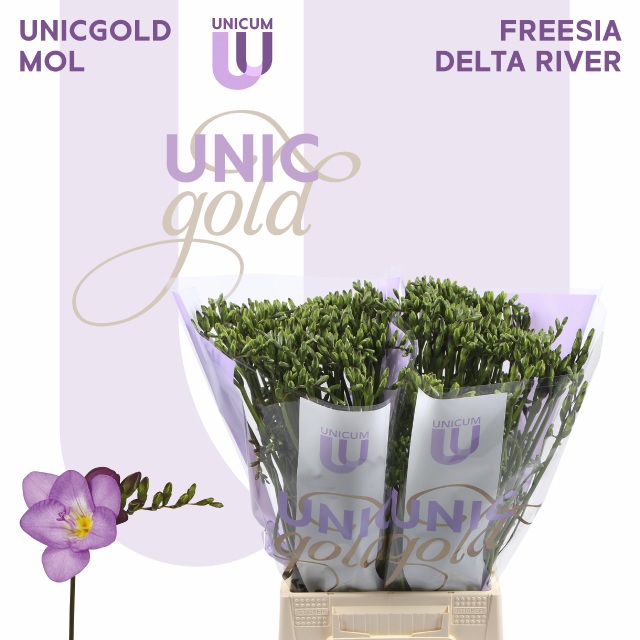 Фрезия од. Дельта Ривер 55, шт.