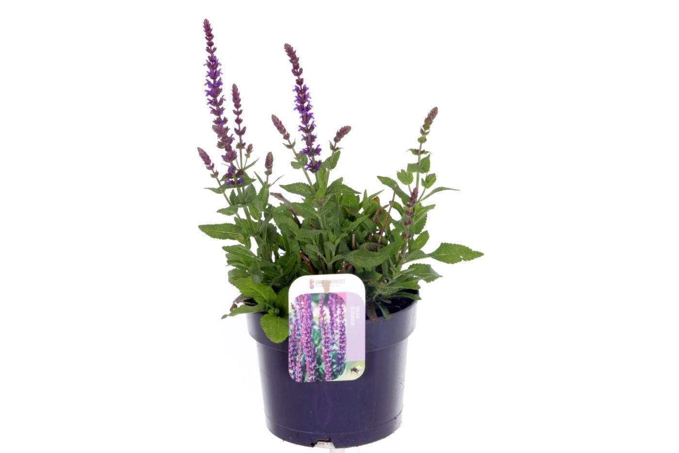 Salvia nemorosa Synchro Blue, D 17