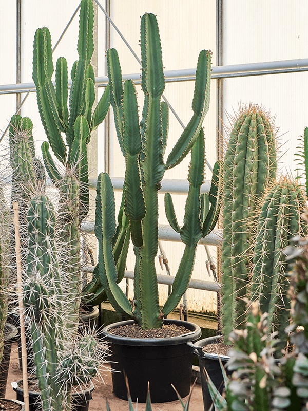 Euphorbia ingens, D 60