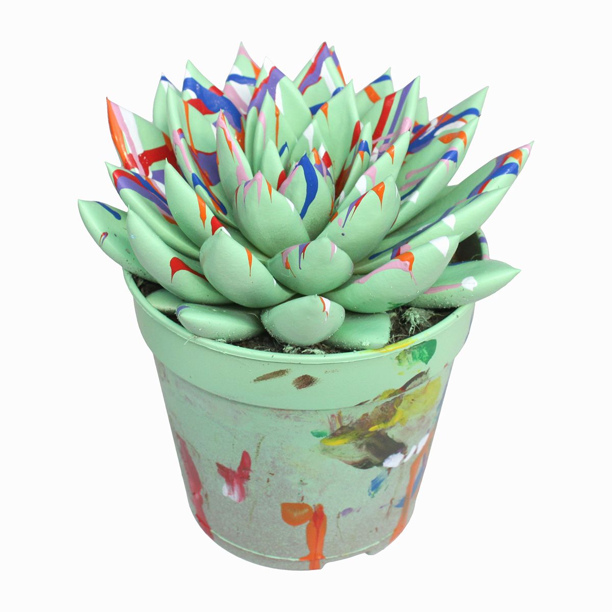 Miranda coloured Splash pastel green, D 12