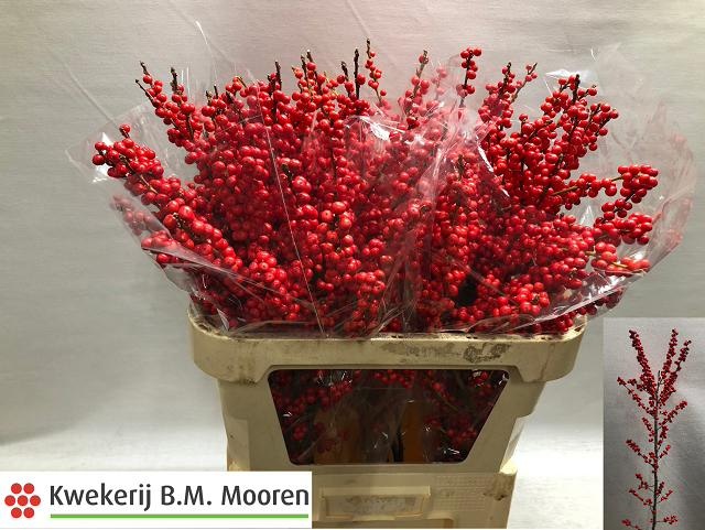 Илекс Красные ягоды 80, шт.