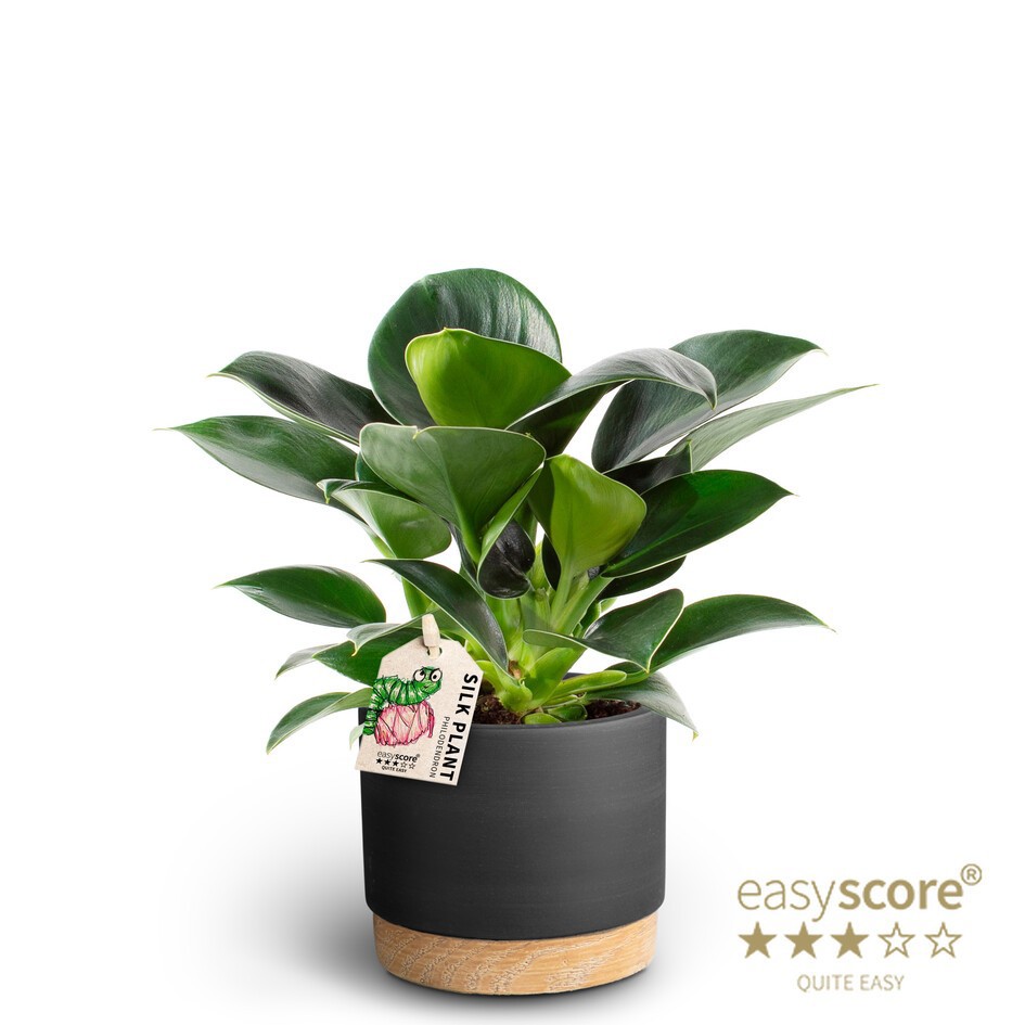 Woodbase Liquorice, Philodendron ´Green Princess´, D 10 cm