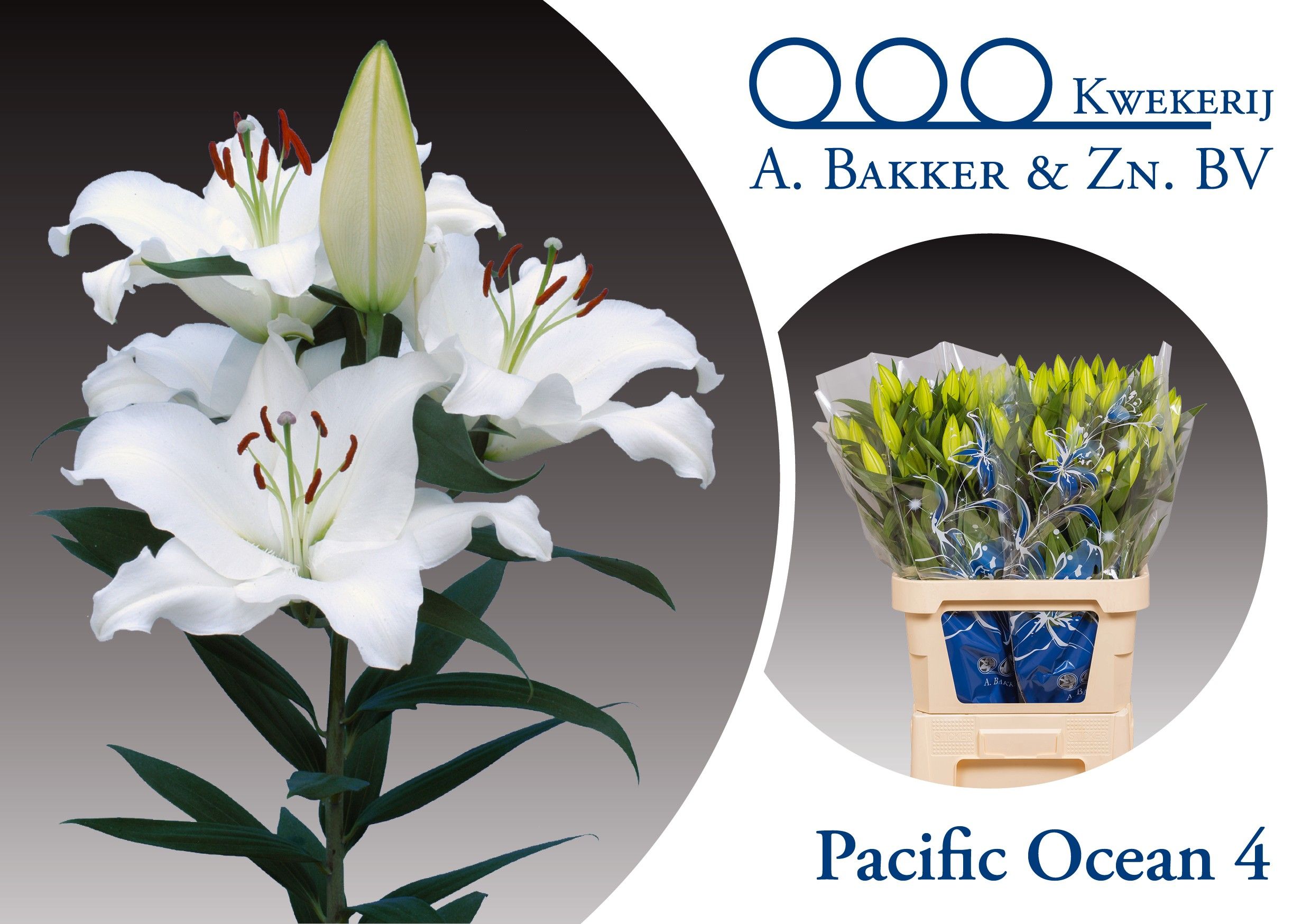 Лилия Пасифик Оушен 90, шт.