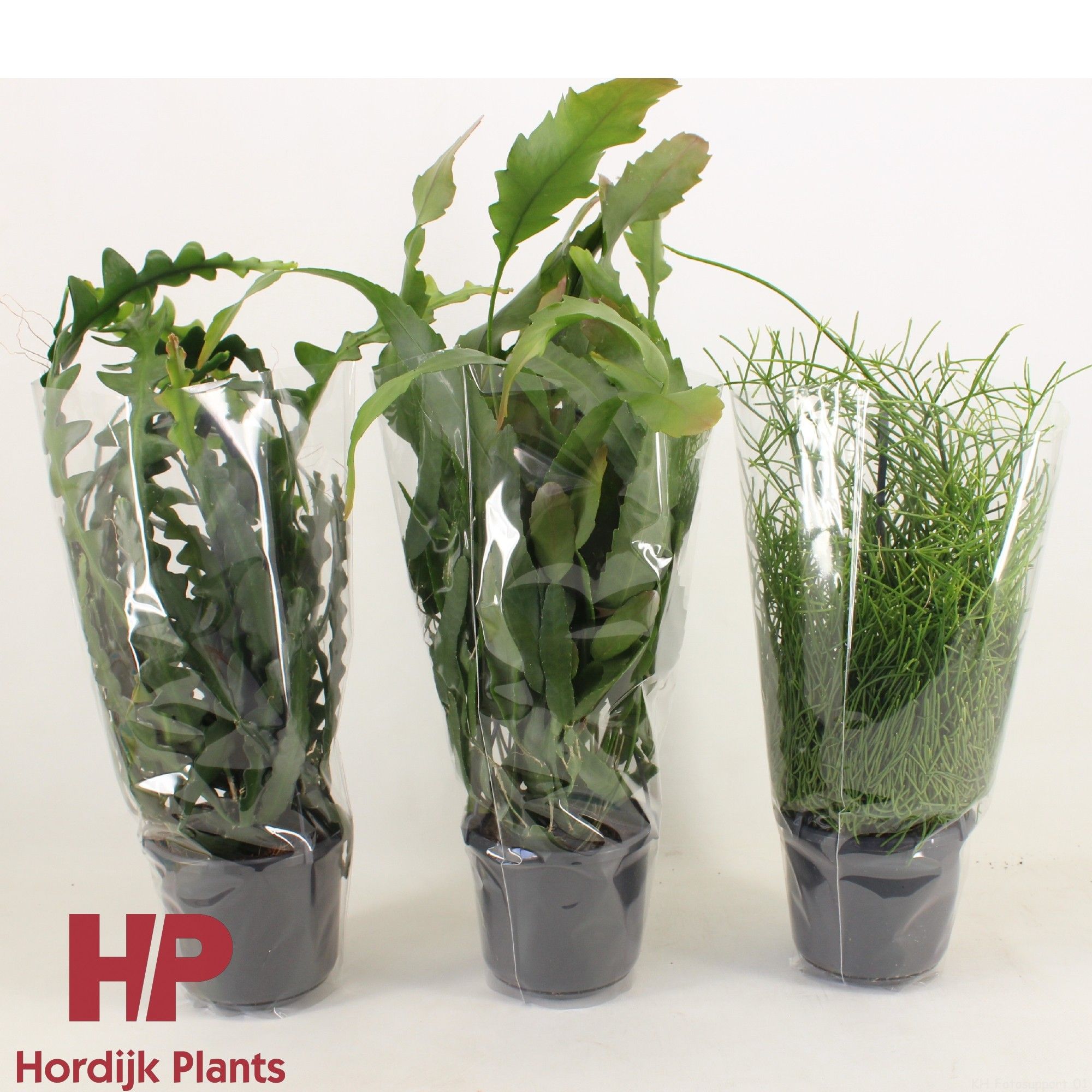 Rhipsalis 'Mix' 15cm, D 15 cm