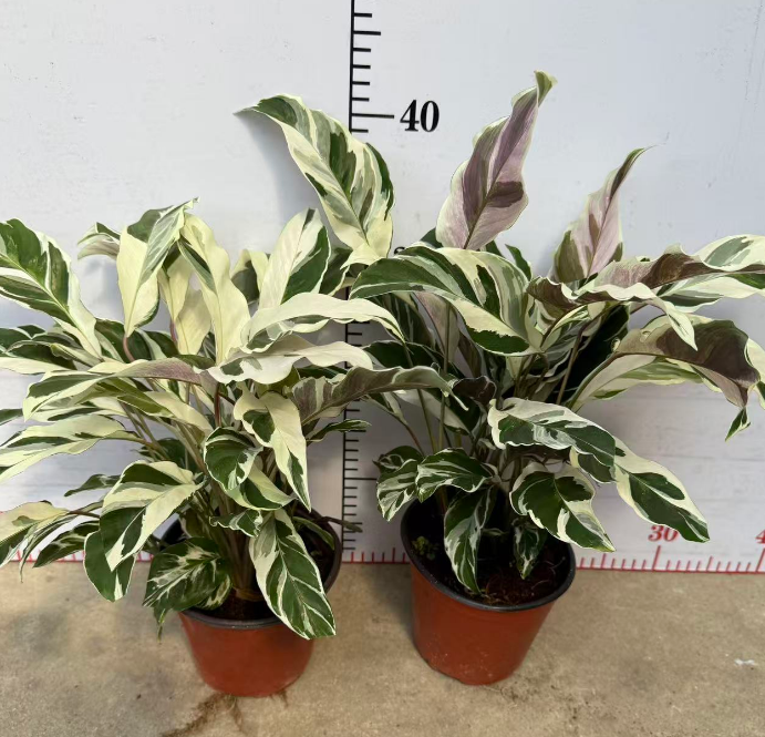 Калатея Премиум вайт оил паинтинг 12 40