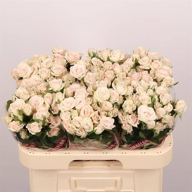 Роза куст. Роял Порселина 60, шт.