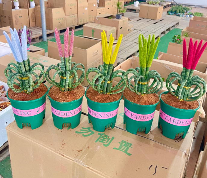 Кактус Премиум галлон пот инкенсе ин фронт оф те Рокет Буддха 14 28