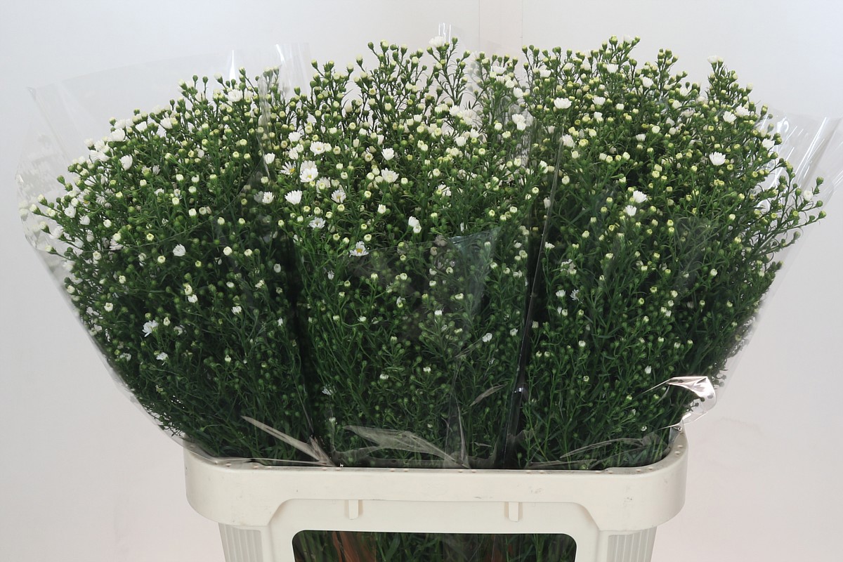 Астер Пакита 80, шт.