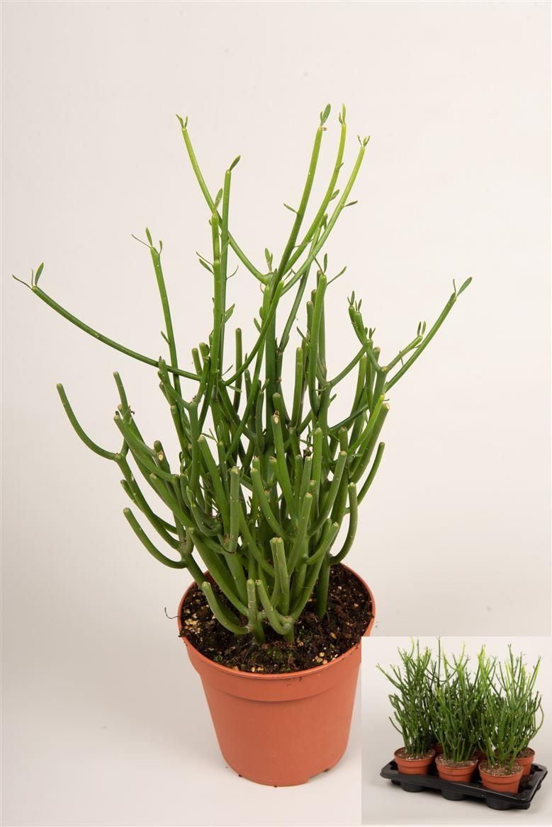 Euphorbia tirucalli, D 15