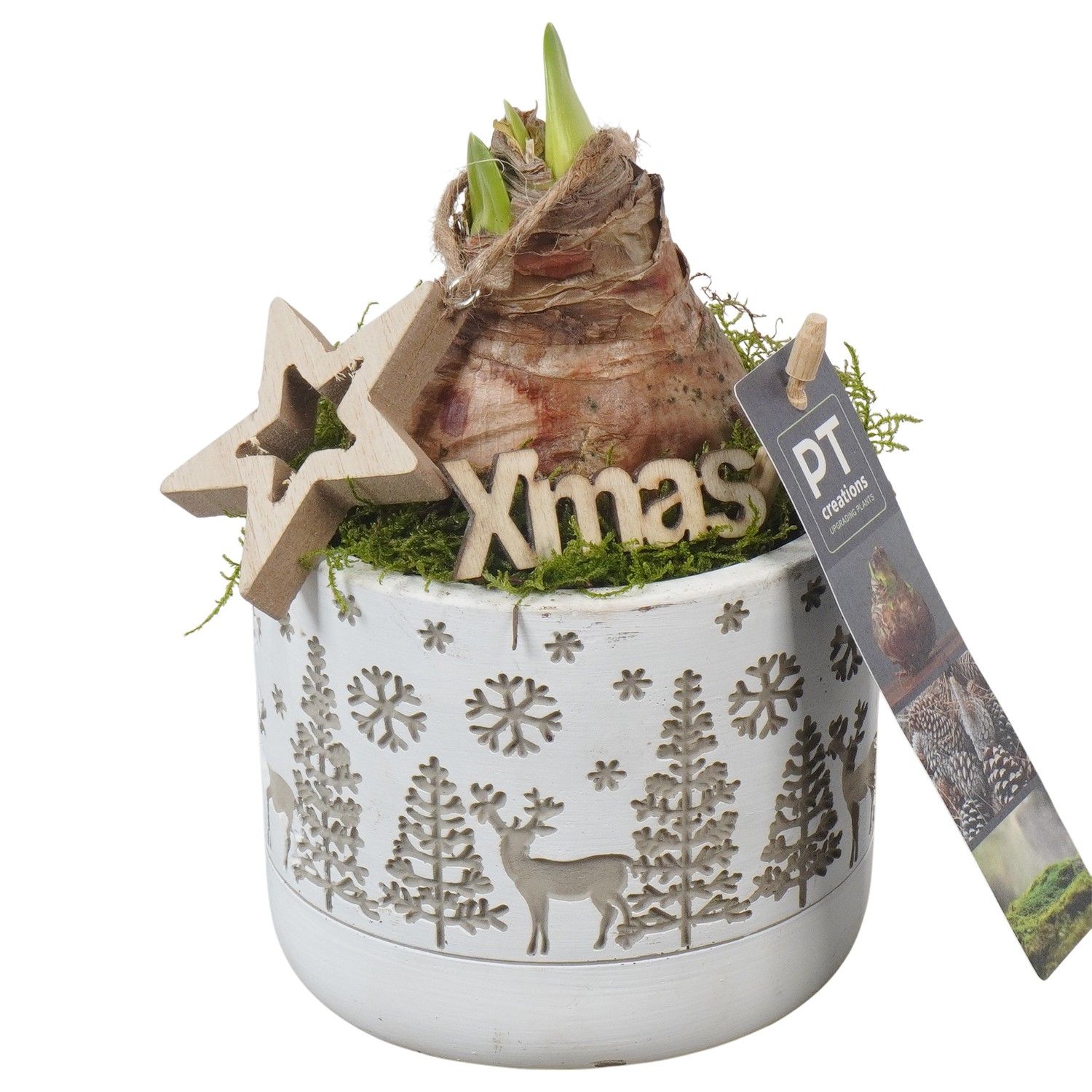 PTACH5843 Arrangement Amaryllis Christmas in beton pot, D 11 cm PTACH5843 Arrangement Amaryllis Christmas in beton pot, D 11 cm