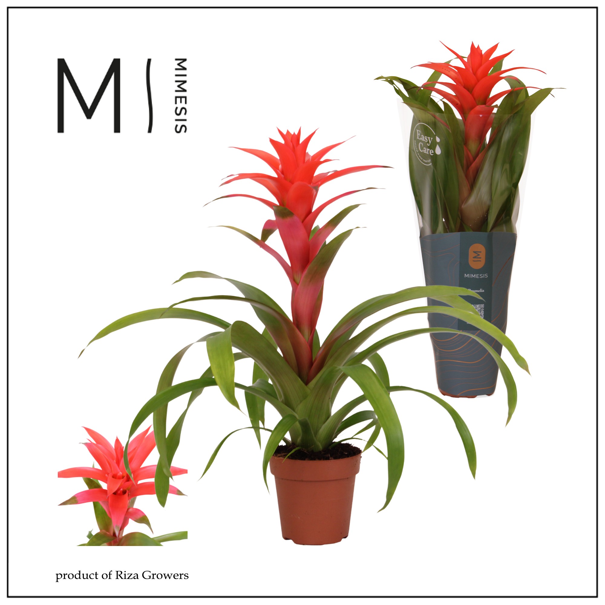 Guzmania Suerte Salmon - 12cm | Mimesis, D 12