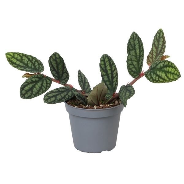 Pellionia Pulcara 6 cm, D 6 cm