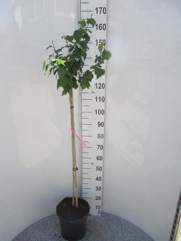 Hibiscus syr. Duc de Brabant 100st. P28, D 28 cm