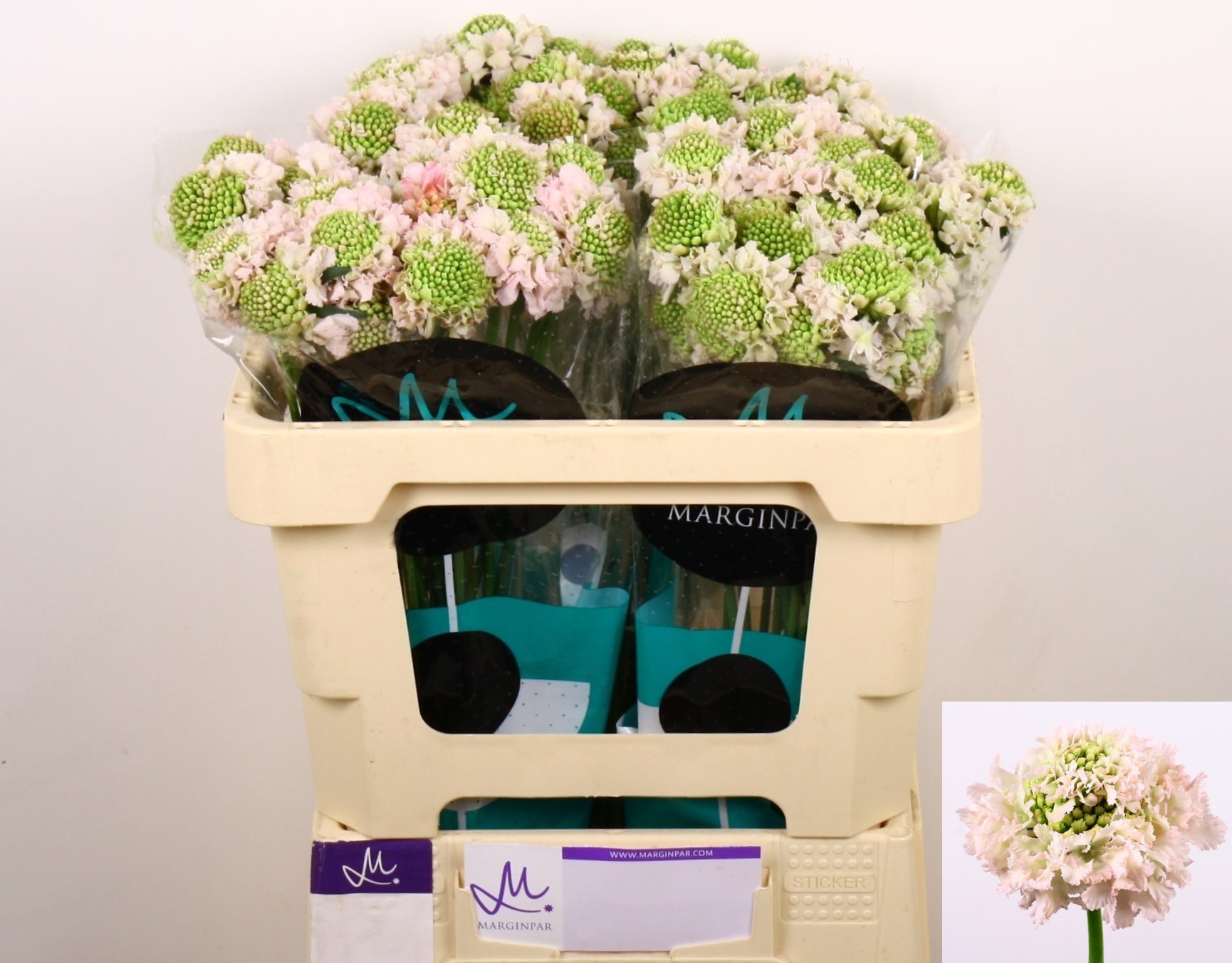 Скабиоза Френч Ванилла 50, шт.