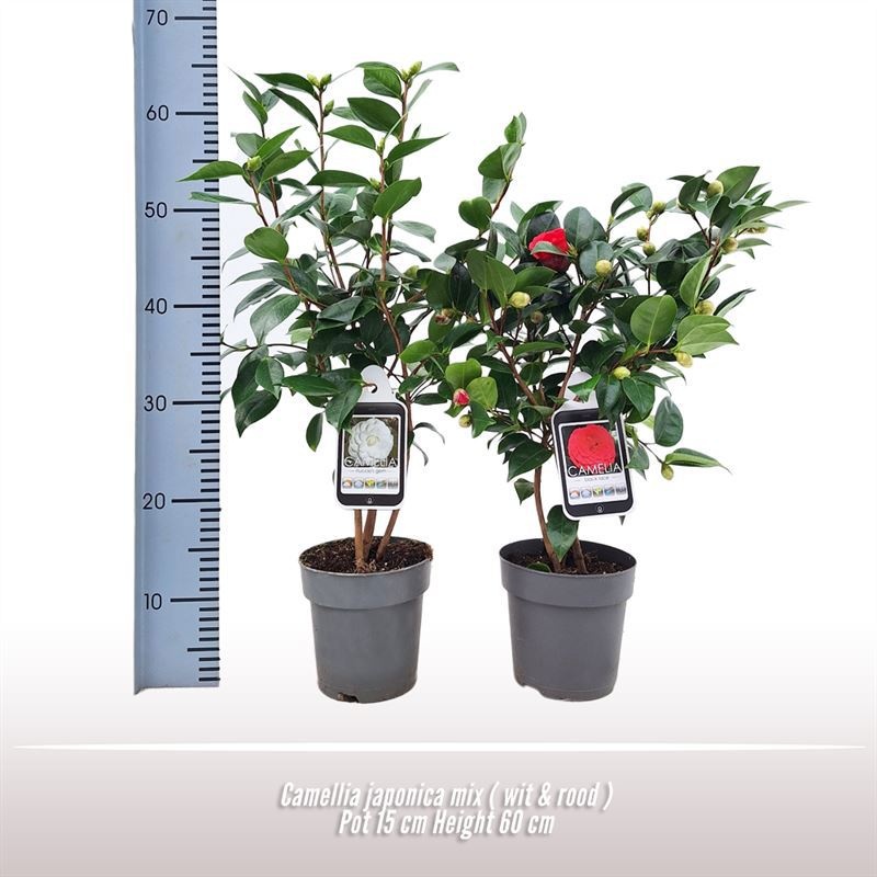 Camellia Japonica mix, D 15
