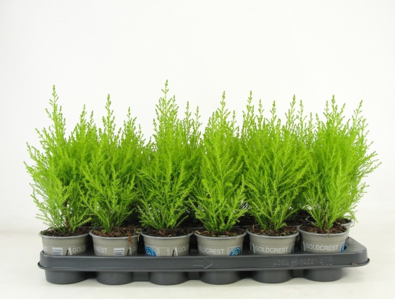 Cupressus macrocarpa 'Goldcrest Wilma', D 9 cm