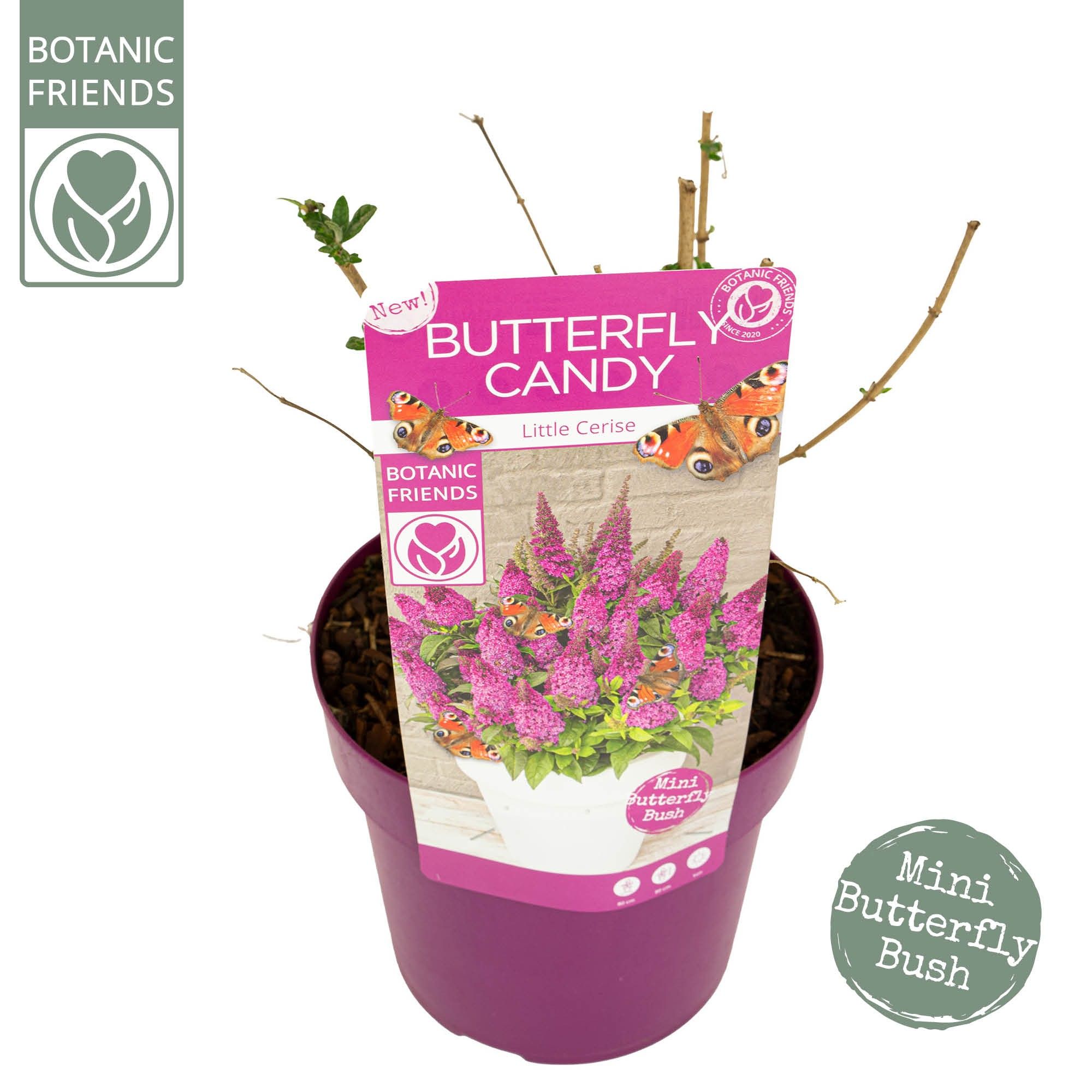 Buddleja Butterfly Candy® 'Little Cerise', D 19
