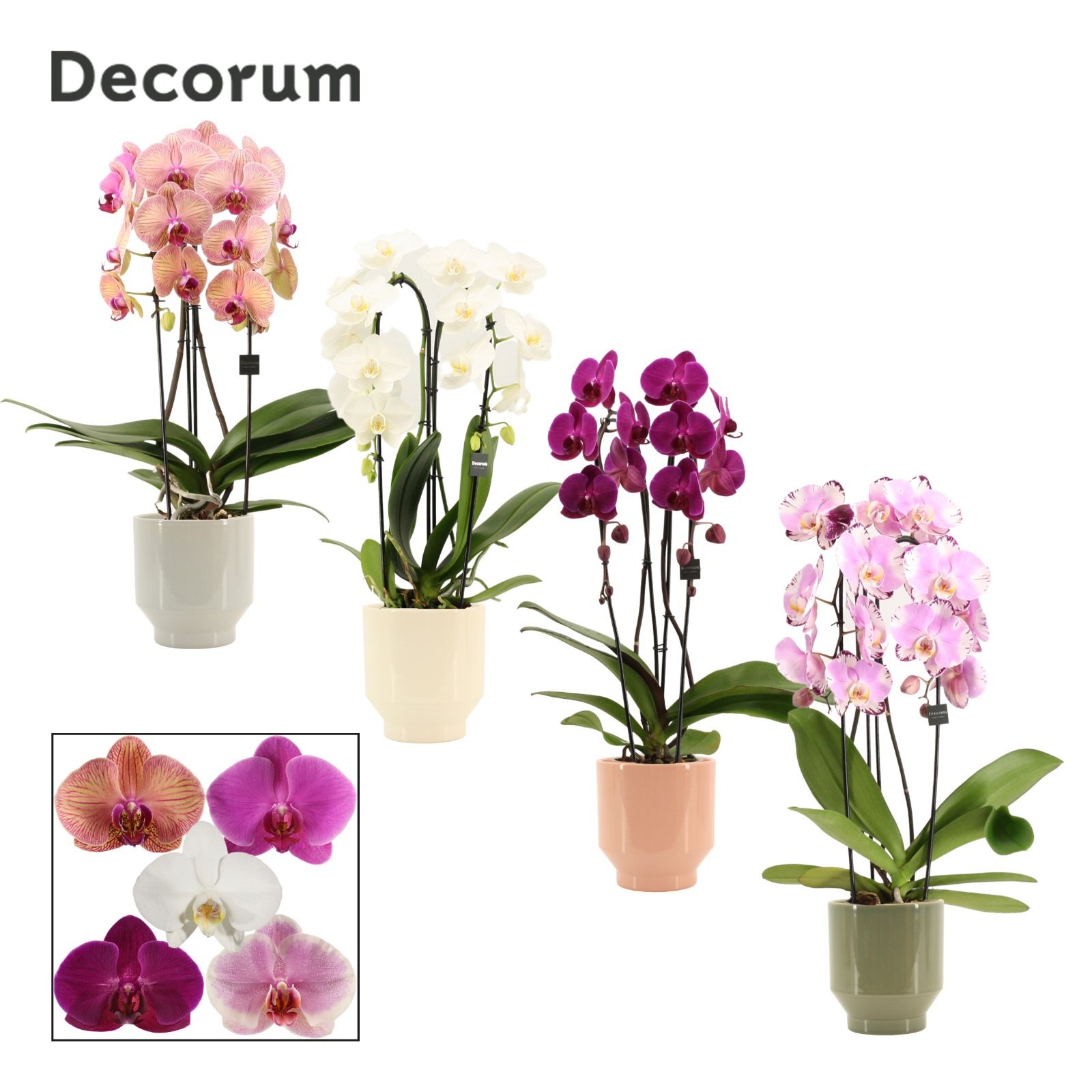 Phalaenopsis cascade 2 tak mix in Pato (Deco collection), D 12
