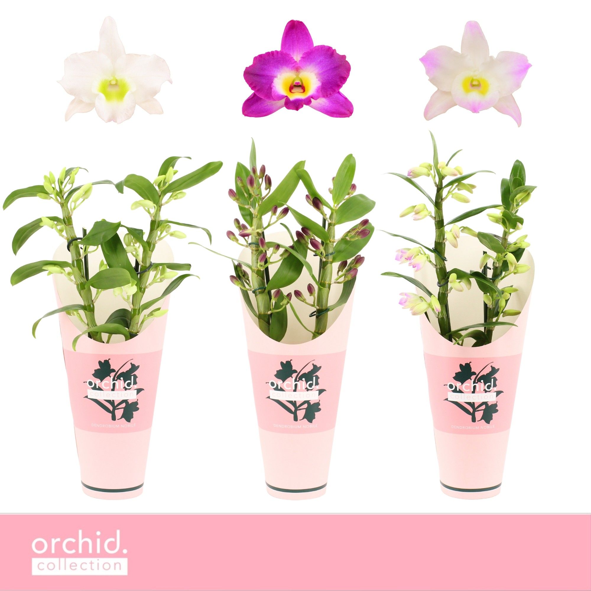 Dendrobium Nobilé, Mix 2-spike Compact 'Orchid Collection' Potcover, D 12