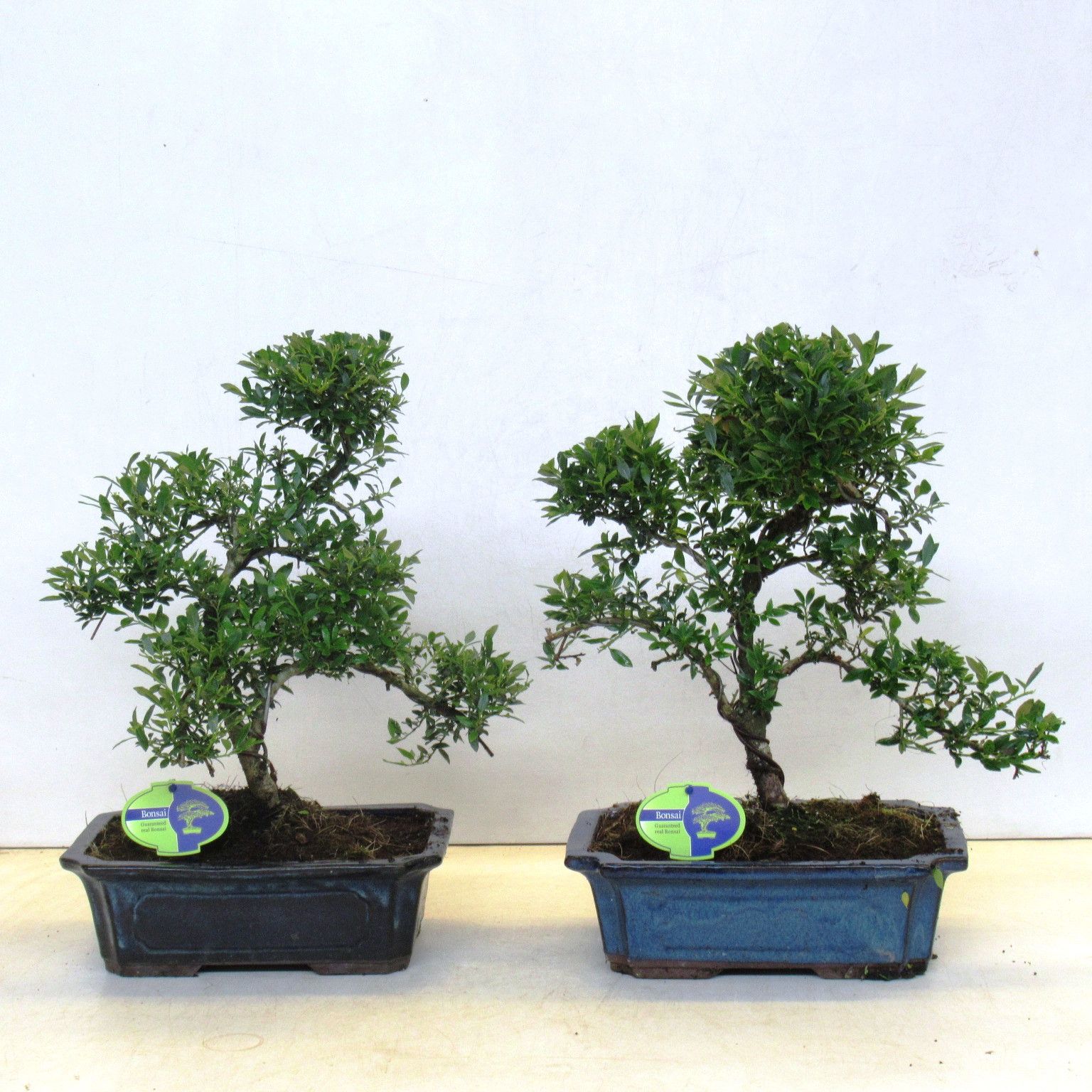 ilex crenata, 29 cm shape, without driptray, D 29