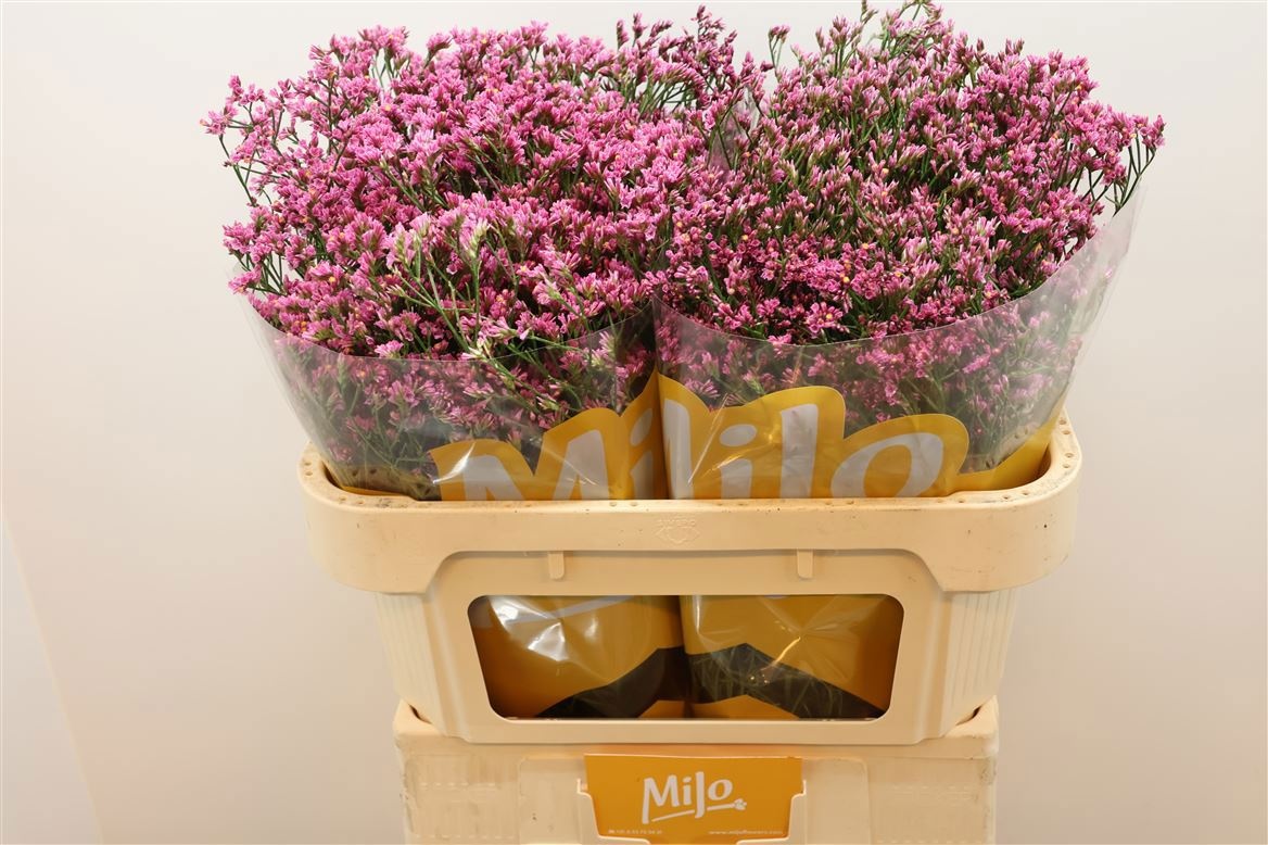 Лимониум Тифани Даймонд 70, шт.