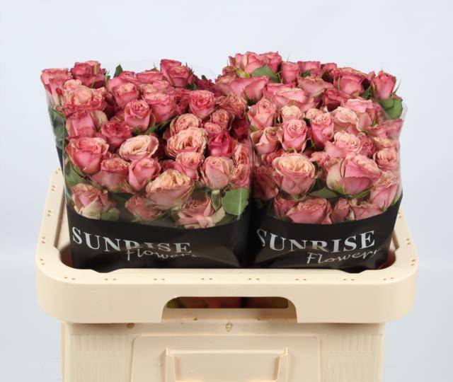 Роза куст. Дестини 60, шт.