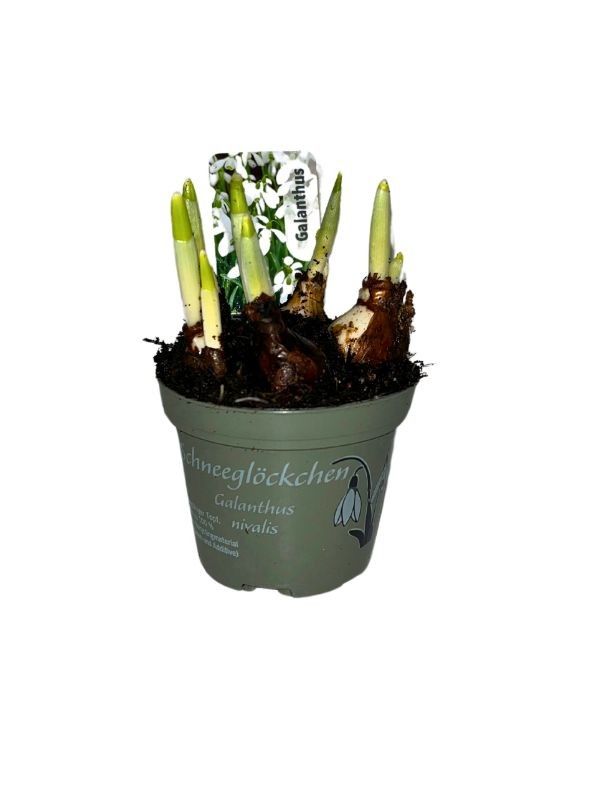 Galanthus nivalis, D 8