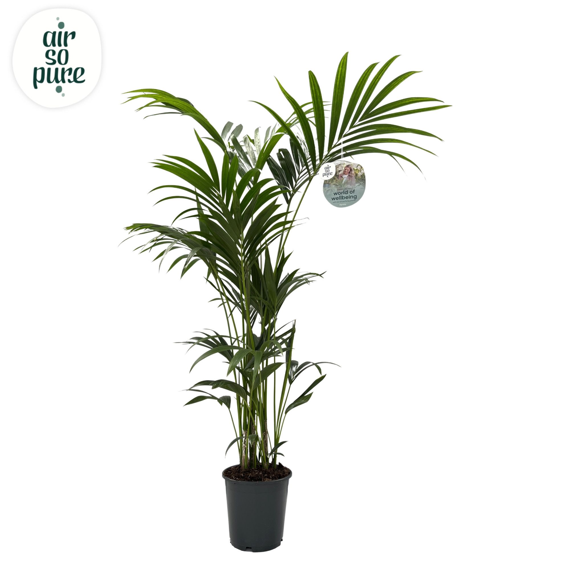 KENTIA - P24 H180 - 6PP - Air So Pure (howea forsteriana), D 24