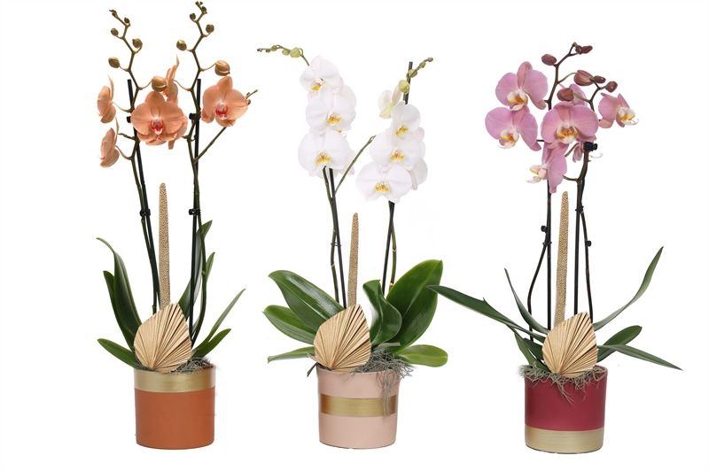 Dolomite p12 Horizon nude mix Phal mix 2T14+, D 12