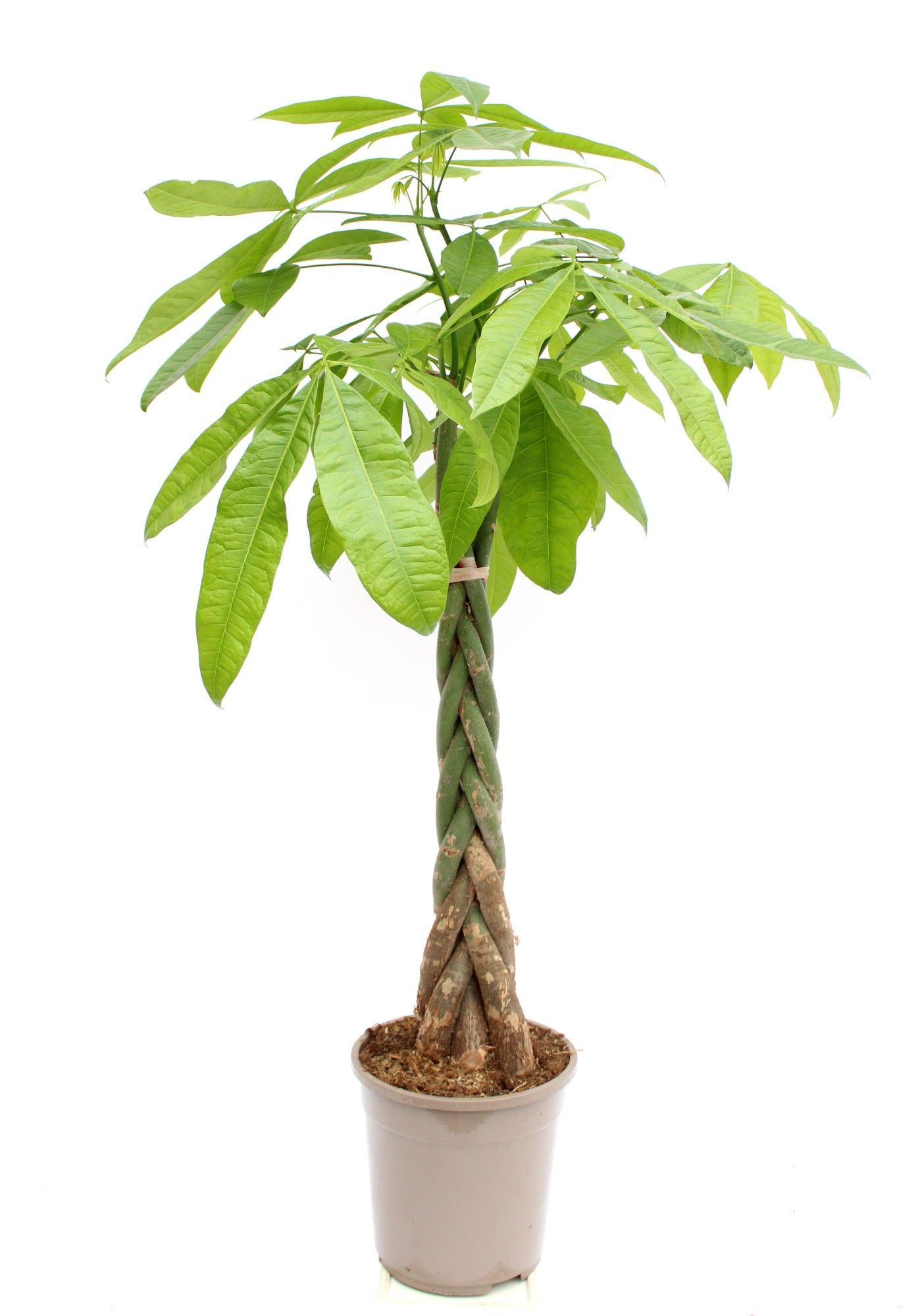 Pachira aquatica T24, D 24