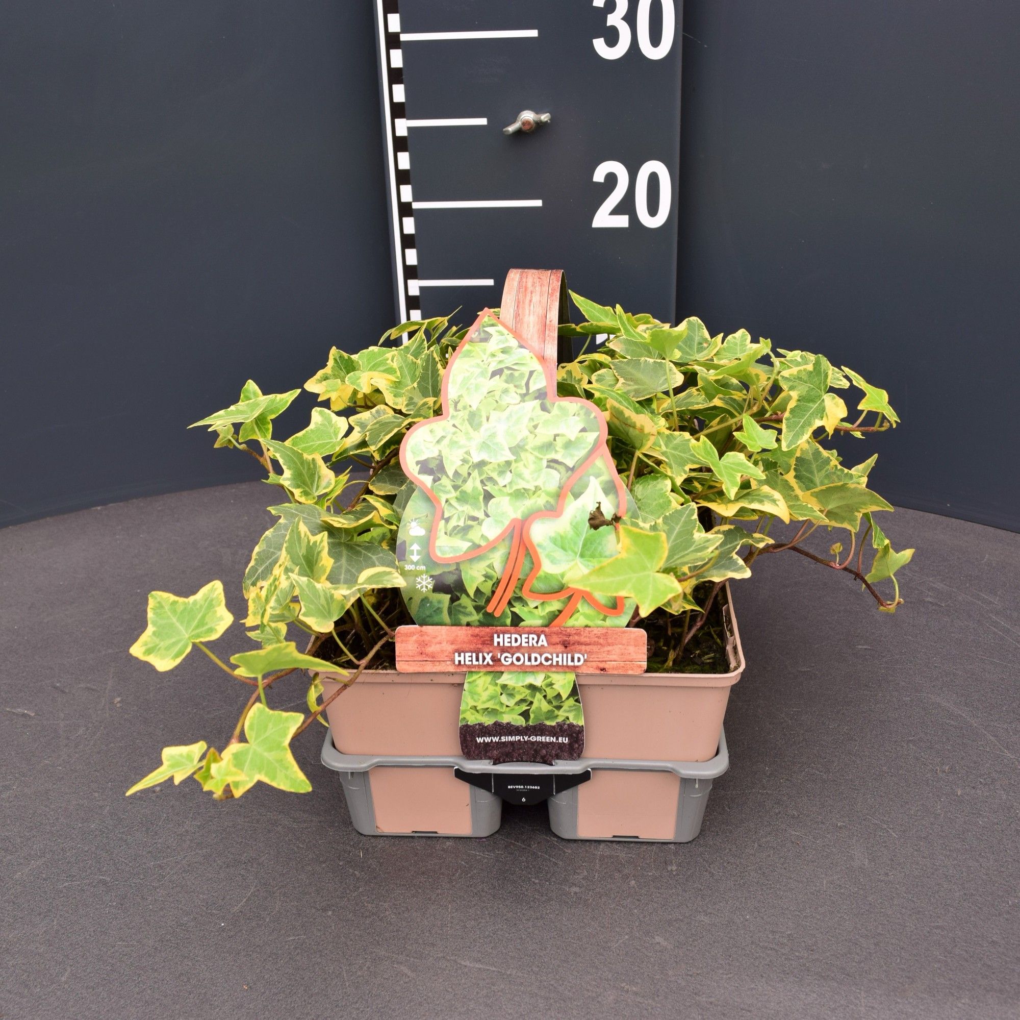 Hedera helix 'Goldchild' (6-pack), D 9