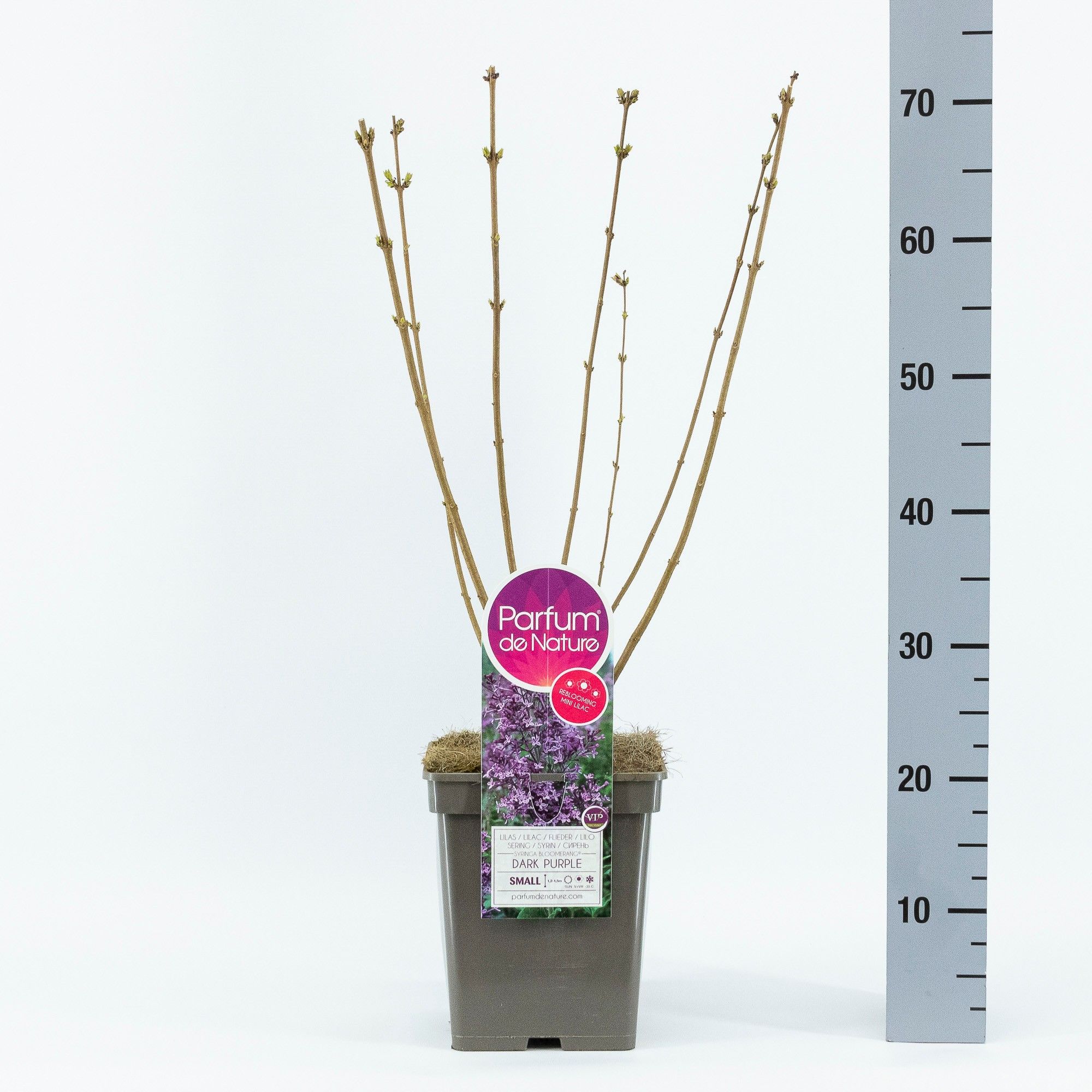 Syringa BLOOMERANG ® Dark Purple, C5, D 23 cm Syringa BLOOMERANG ® Dark Purple, C5, D 23 cm