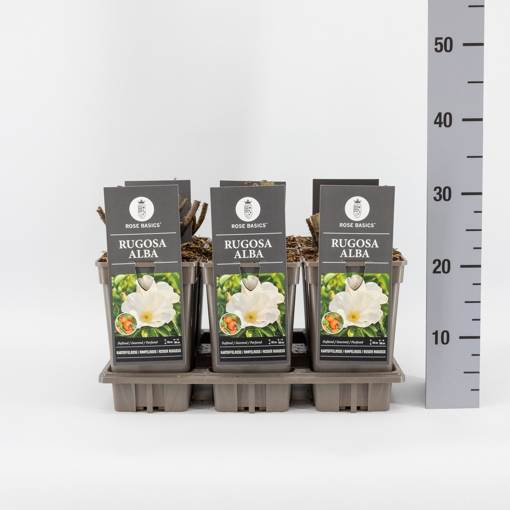 Rosa rugosa 'Alba', C3, D 17