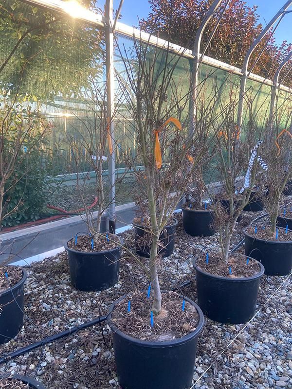 Acer pal. 'Linearilobum' (150-200), D 43