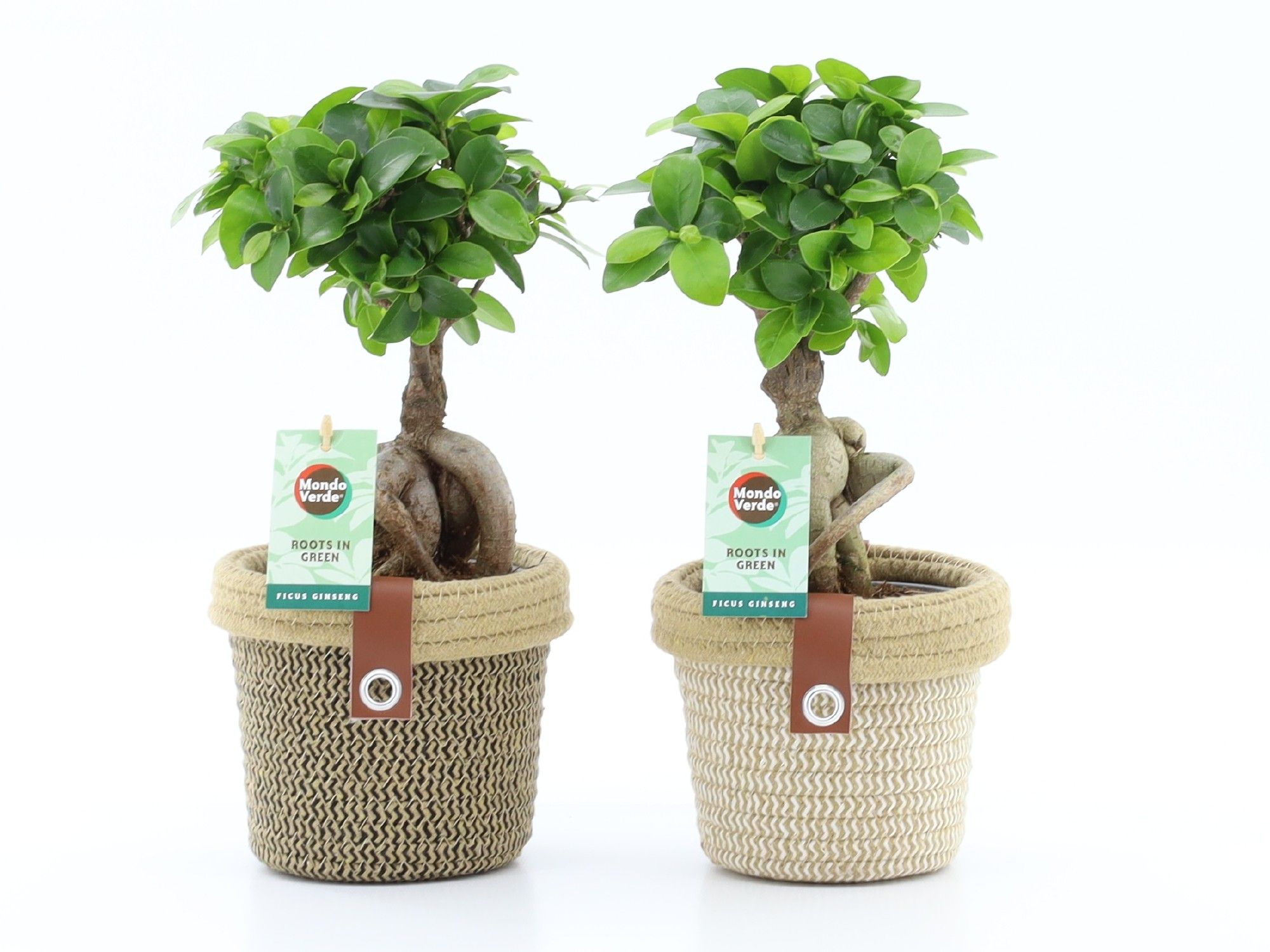 Ficus micr. Ginseng in Noah Deluxe, D 14