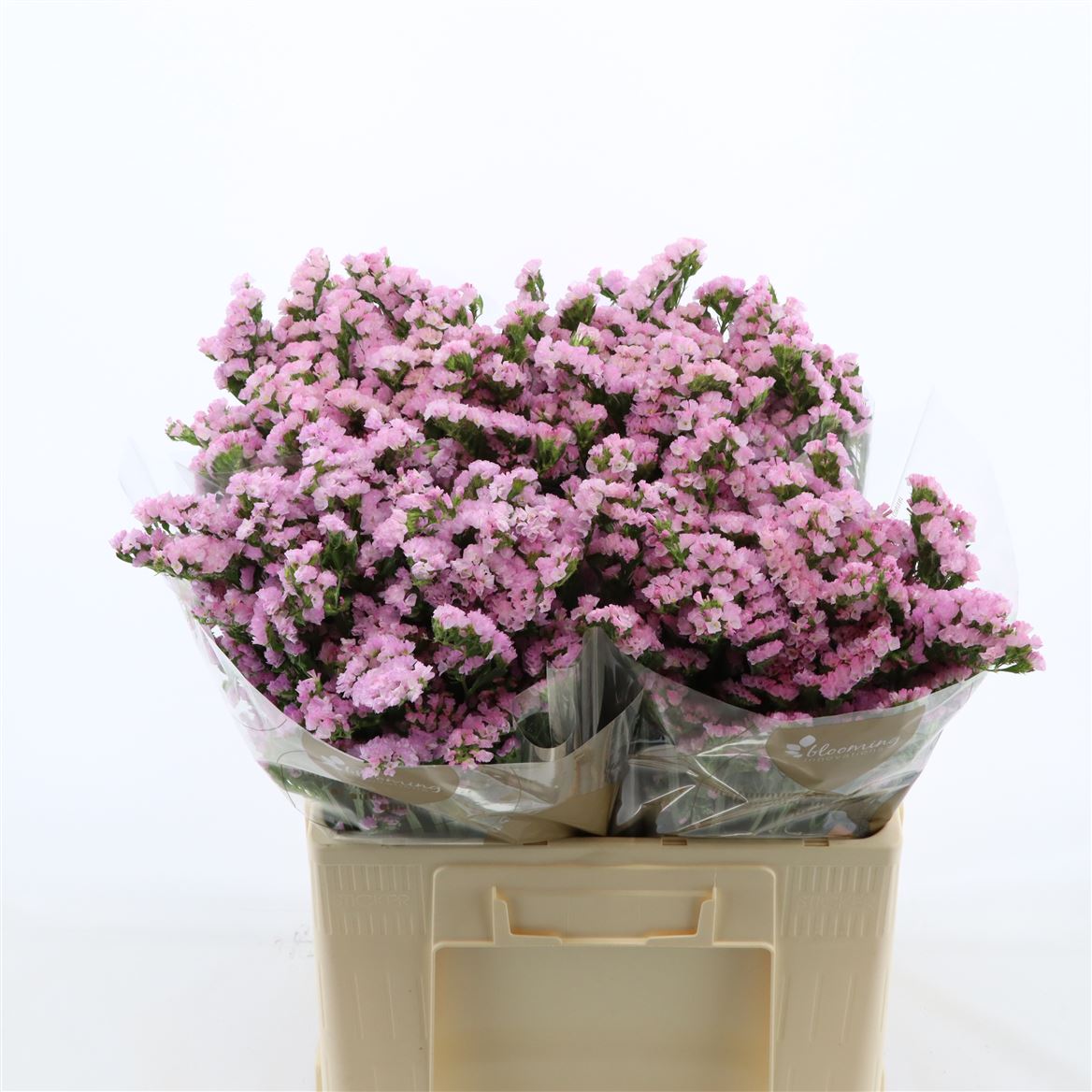 Статица Лючия Пинк 60, шт.